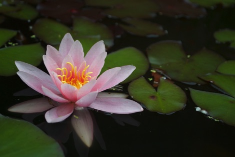 Logan Botanic Gardens water lily